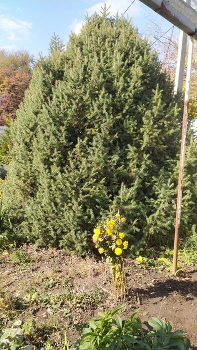Продам живую,зелёную ель