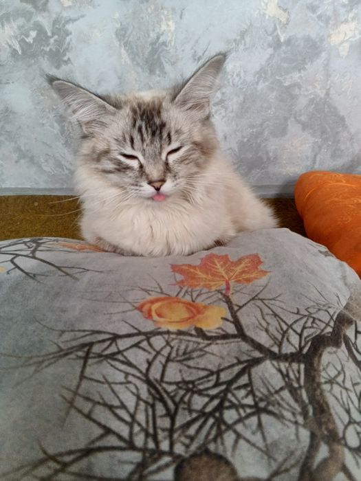 Мушук туретски ангора кизбола 1 йошу 4 ойлик факат яхши одамга бераман