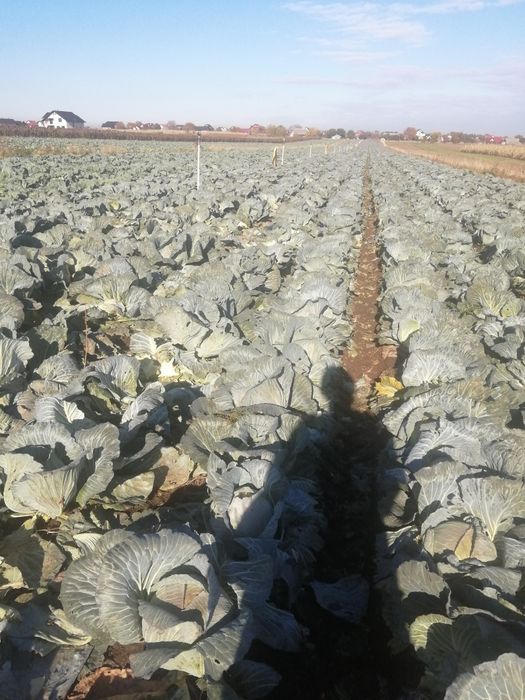 Varză verde pentru sarmale și tocat