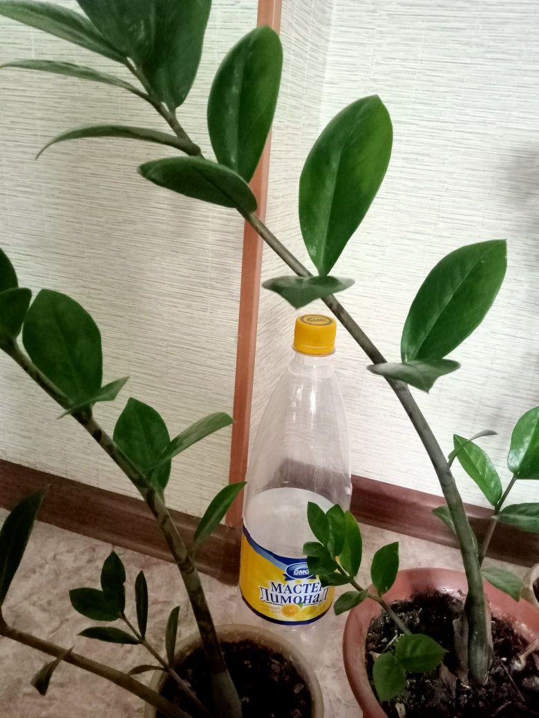 Продам замиокулькас 2500 тенге