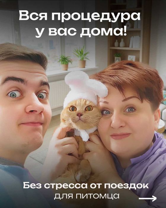 Груминг на выезд стрижка когтей мытье и уход от опытных мастеров