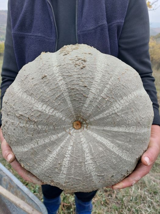 Vând dovleac de copt