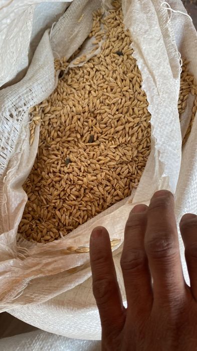 Продам ячмень пшеница арпа акбидай