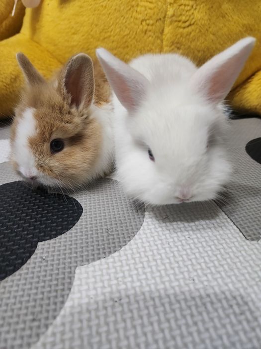 Iepurasi drăgălași...cap de leu