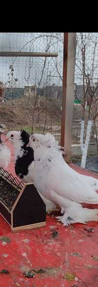 Schimb porumbei cu Gușati de Pomerania