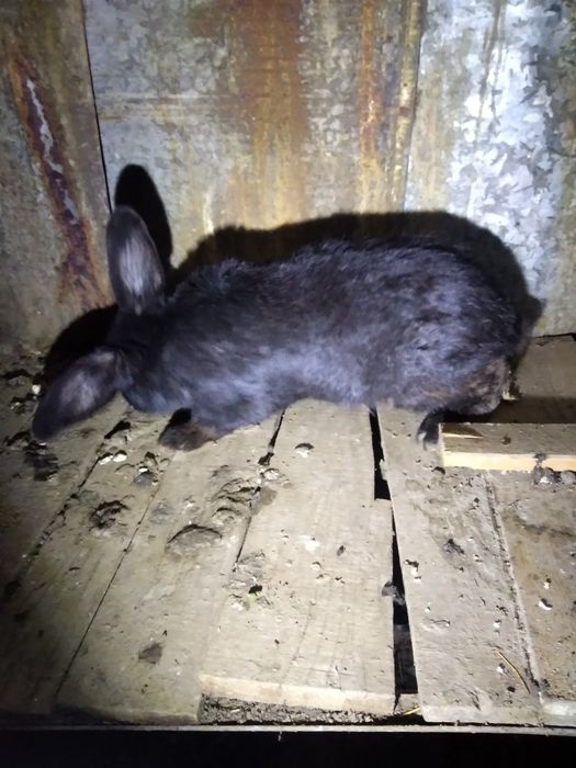 Vând iepuri mari , buni de ținut sau de tăiat!