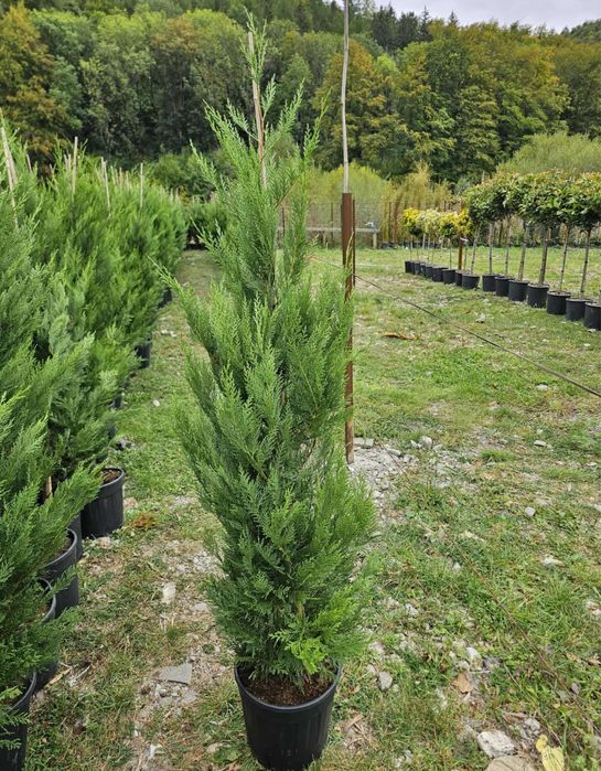 Leylandii pentru gard viu – creștere rapidă, protecție și intimitate