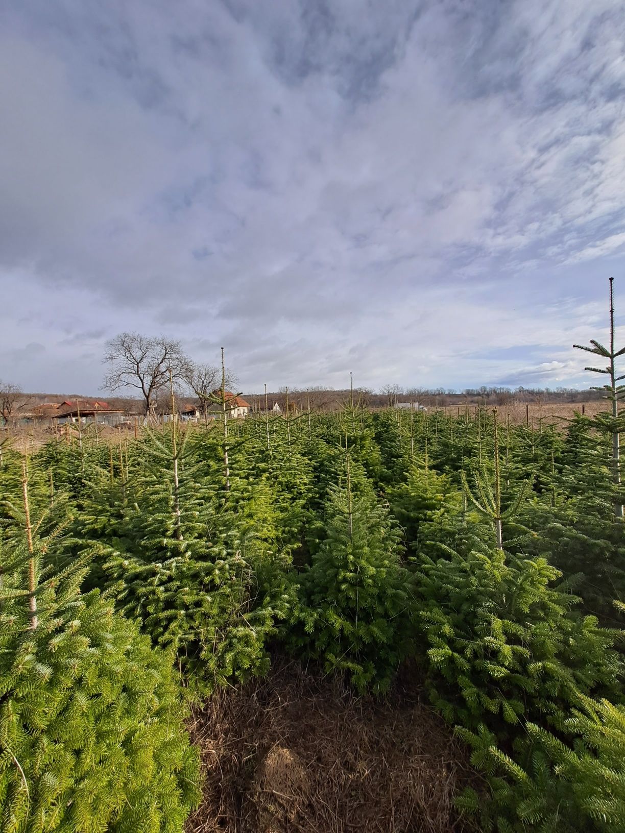 Brazi   nunta, Craciun, plantare      ABIES Nordmanniana