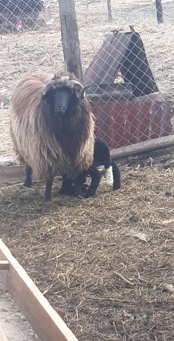 12 oi țurcane,8 țigăi,tinere