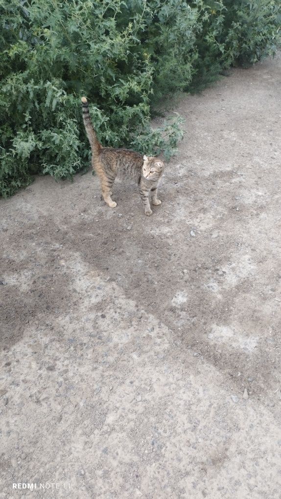 Мысык шотлантский