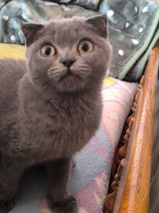 Шотландский фолд и страйт