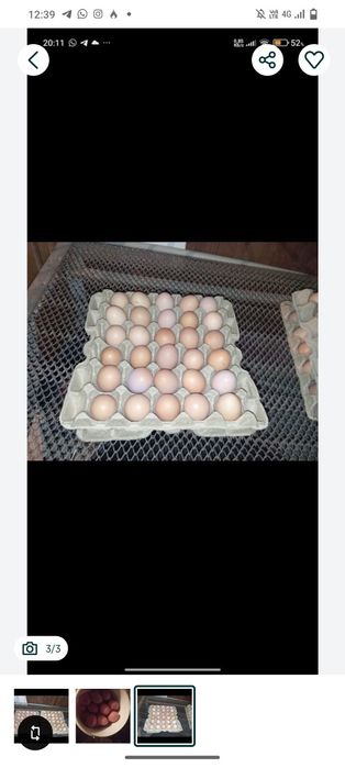 жұмыртқа сатылады 70-80 тг