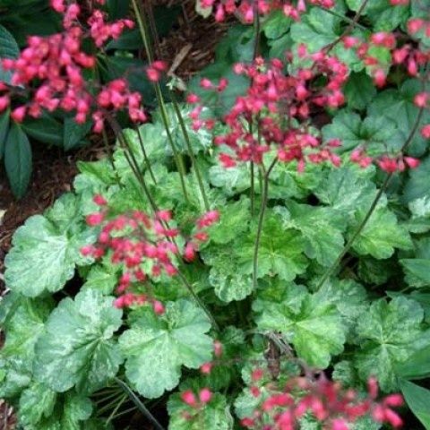 Гейхера  -декоративное растение для тенистых уголков  для сада.