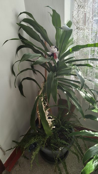 Vand planta de apartament sau casa
