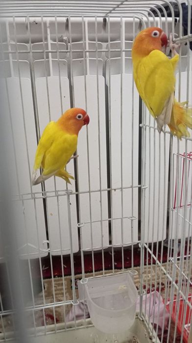 Toʻti sotiladi loveberd