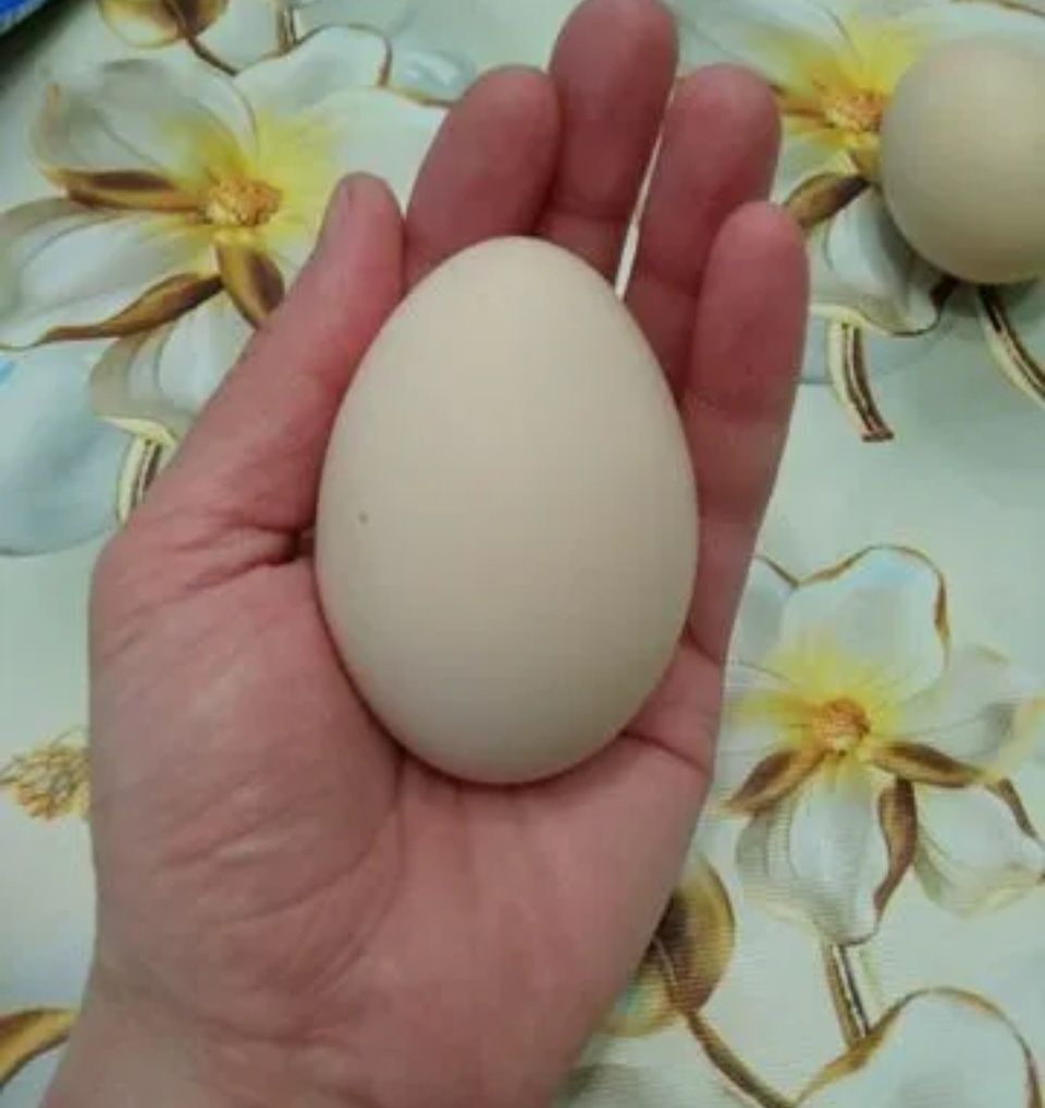 Яйца индийского павлина!