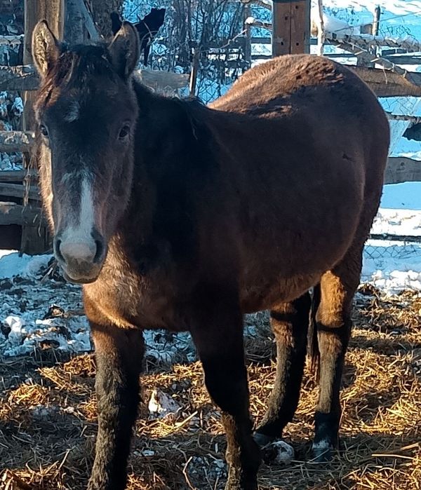 Продам жеребчика