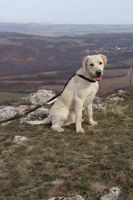 Продавам мъжки Лабрадор