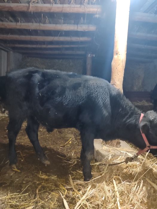 Новвосча сотилади