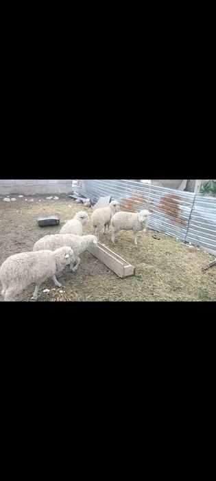 Миронос ұрғашы тоқтылар сатылады меркіде