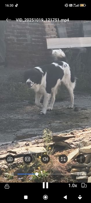 Българско овчарско куче