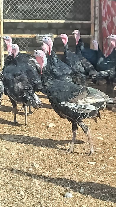 Қара Үндік етке сатылады