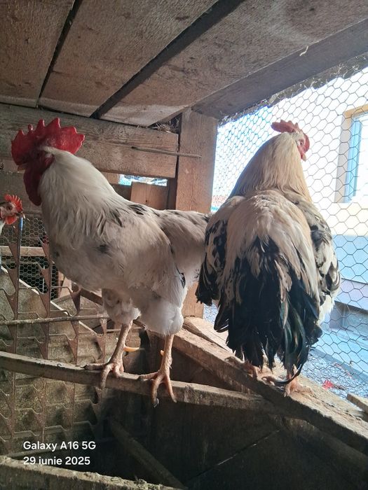 De vânzare cocoși