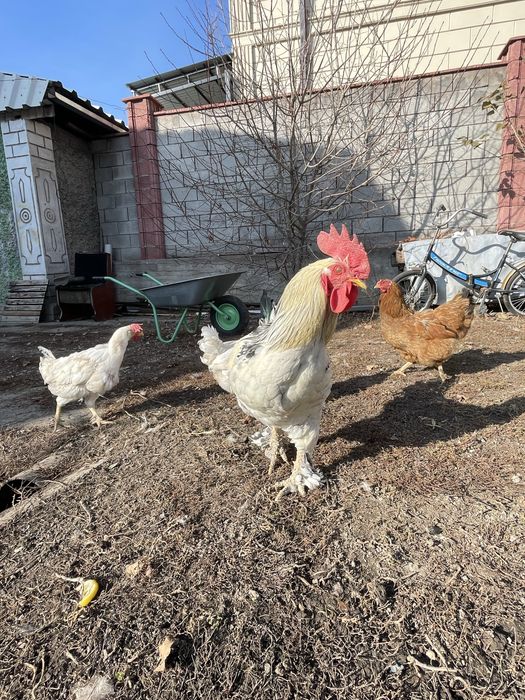 Продается 4 белых несушек и белый петух
