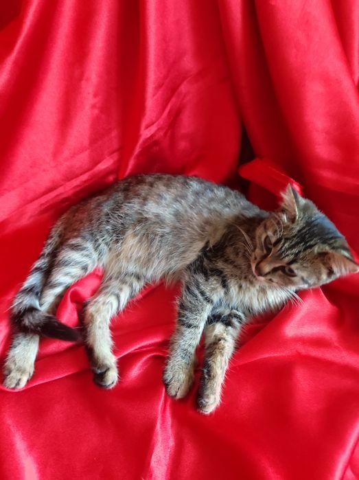 Котёнок 4,5месяцев , девочка