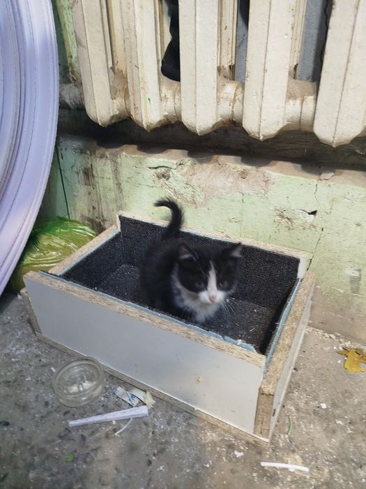 Отдам даром котят