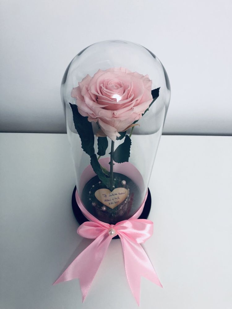 Trandafir criogenat roz in cupola