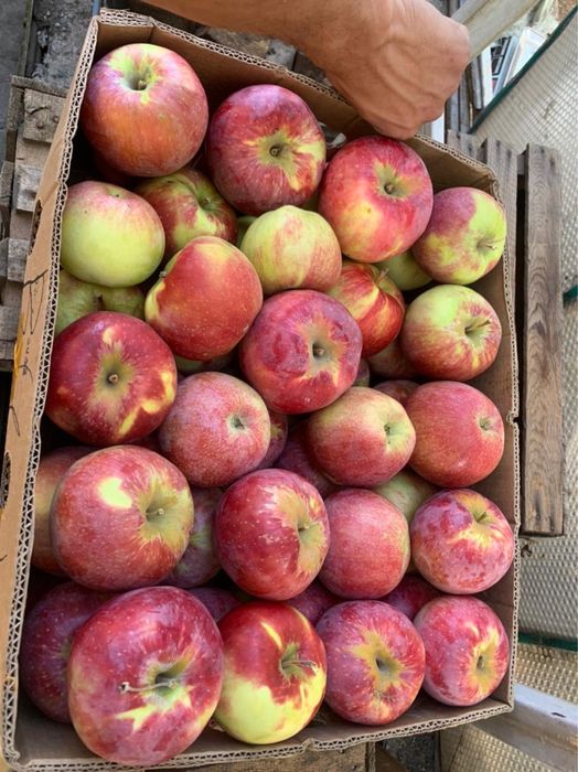 Апорт с доставкой