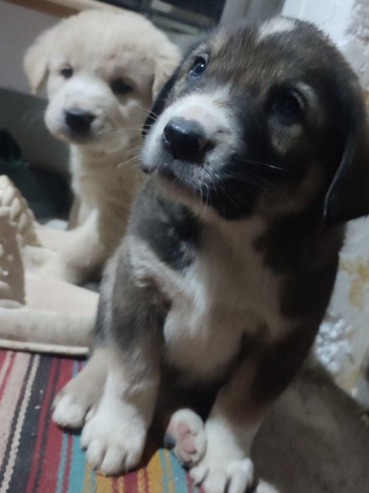 Продам щенков САО ( алабай )