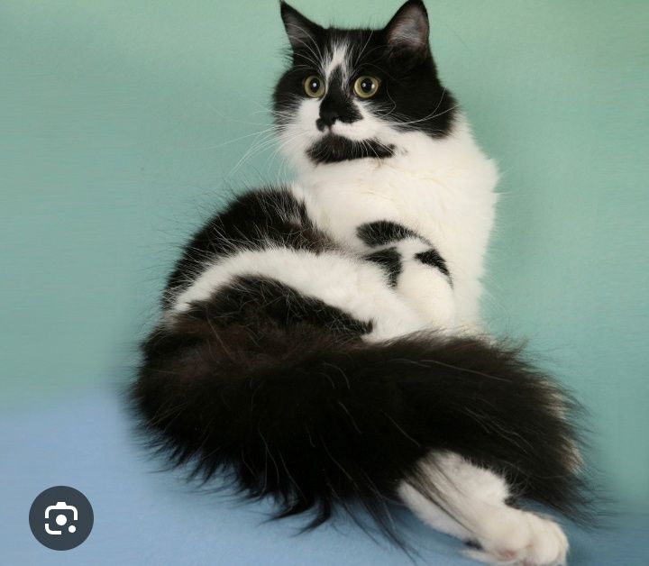 Persetskiy mushuk sotiladi