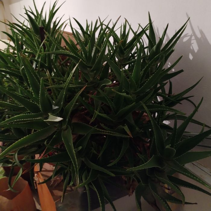 Aloe vera de 10 ani