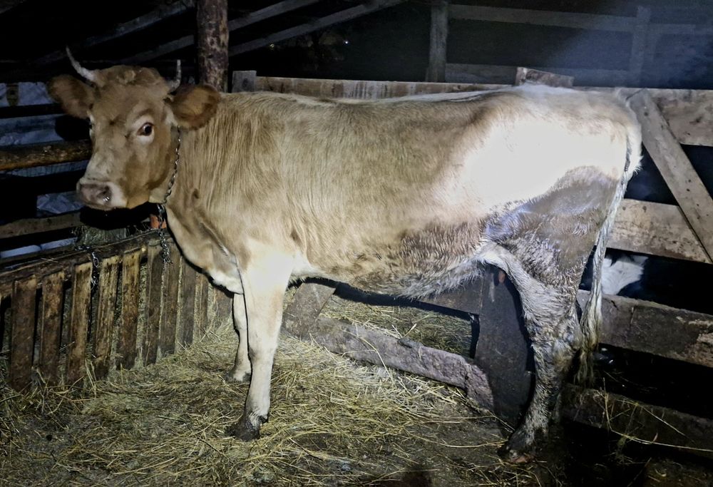 Vand juninca gestantă