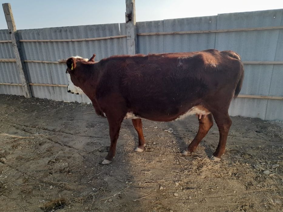 Сиыр малы сатылады