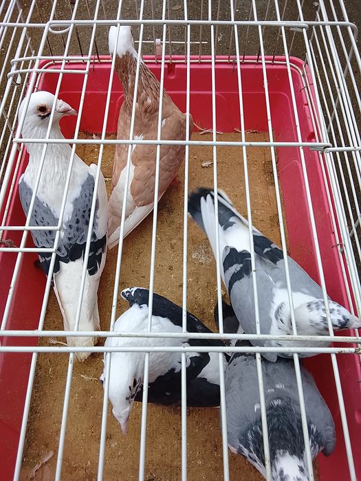 Vând porumbei voiajori baltati