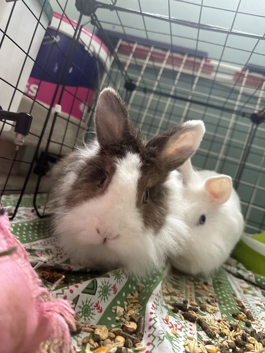 Donez 2 iepurasi cap de leu