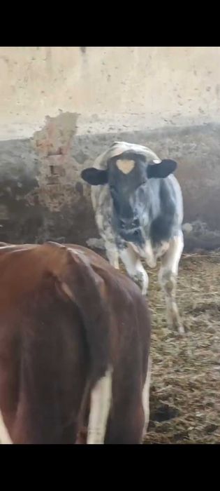 Vând tauri diferite rase