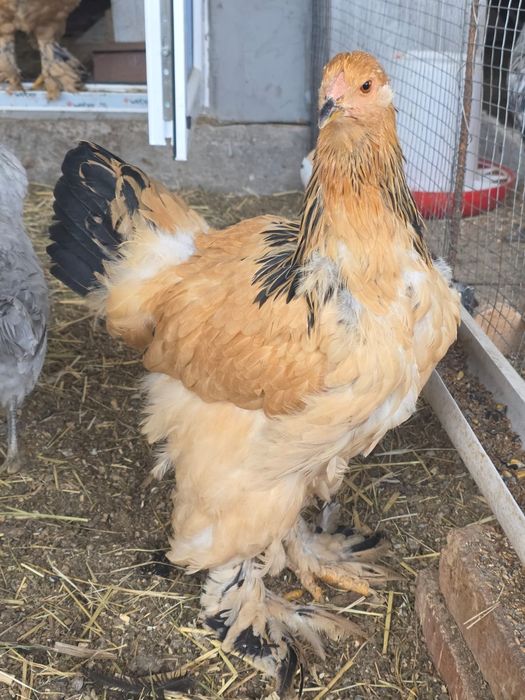 Продам палевую браму 1+4