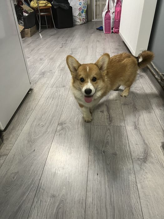 Mascul Corgi cu pedigree