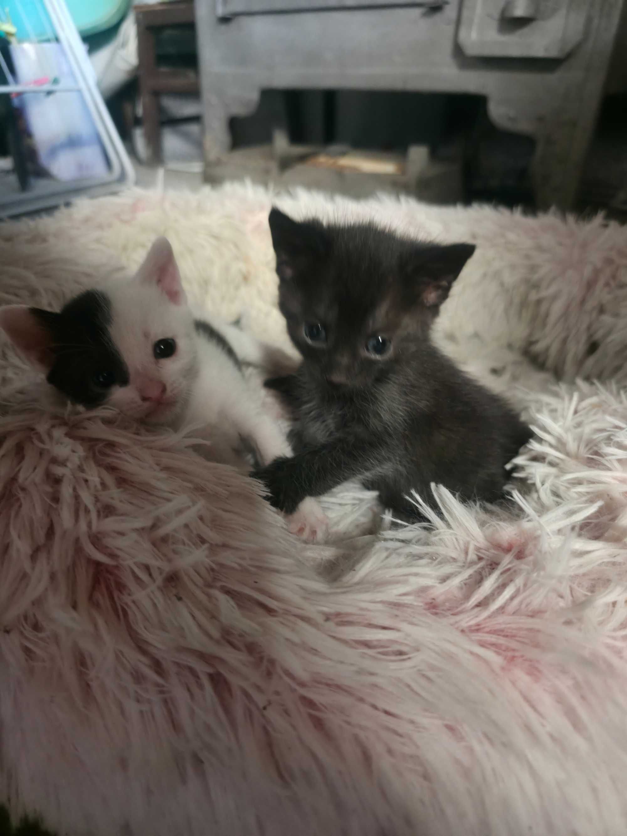 Сладки котенца търсят своя дом