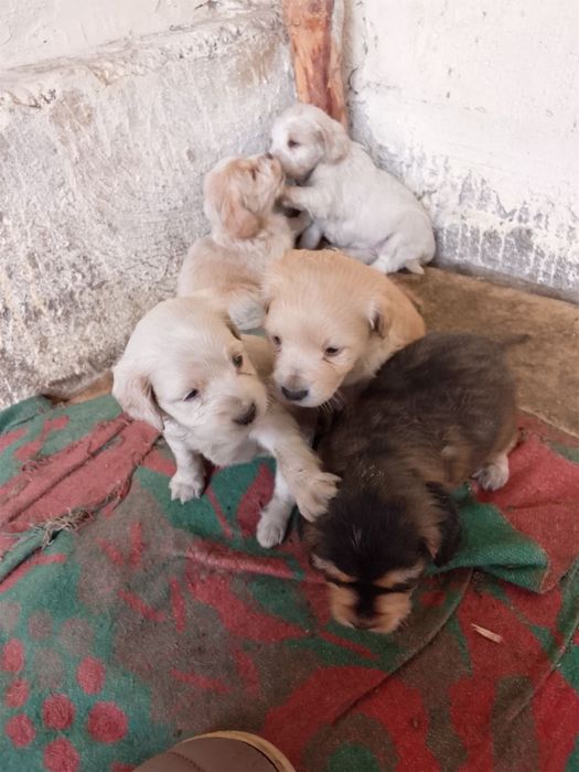 Продам щенят порода Кокель Спаниель