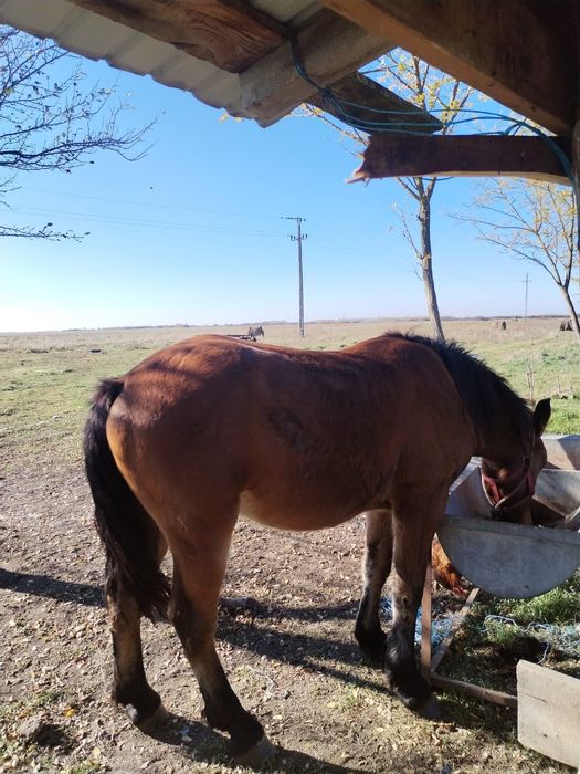 Vând mânz de 2 ani