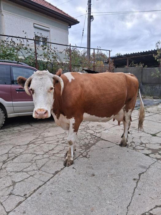 Vand vaca baltata romaneasca