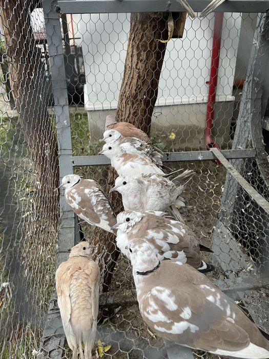 Vand turturele razatoare