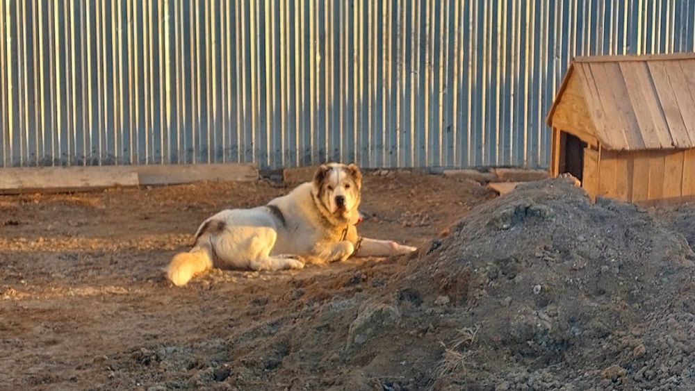 Вязка Алабай кабель