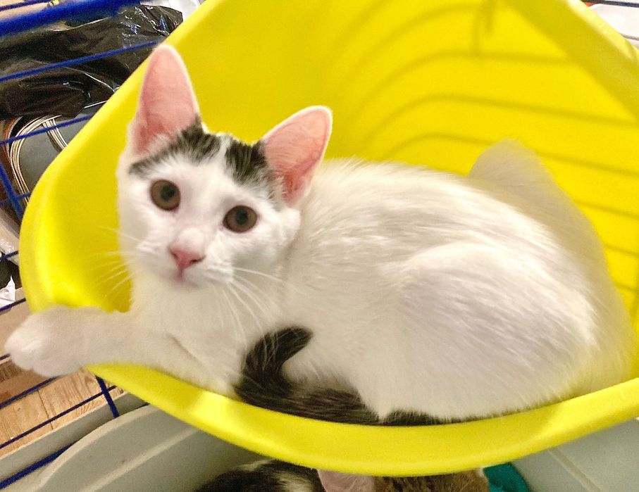 Pui de pisica pentru adoptie in Bucuresti