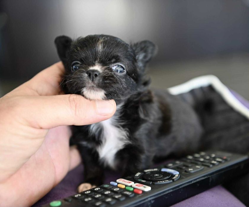 Женско дългокосместо мини чихуахуа